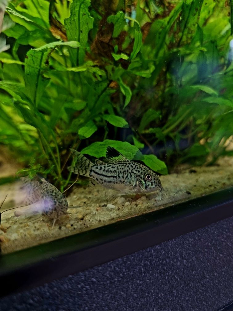 Kirysek juli/ kiryski nakrapiane/ corydoras julii