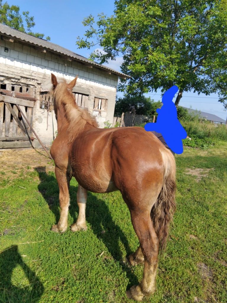 Sprzedam źrebaki zimnokrwiste