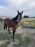 6 letnia klacz SP