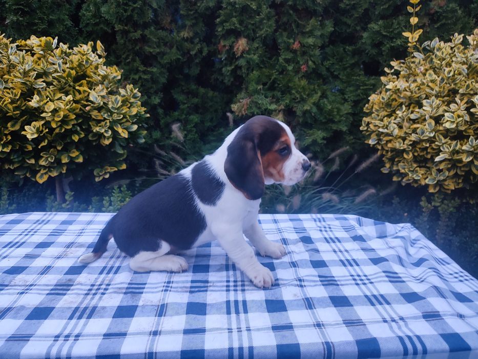 Beagle szczeniak suczka sunia
