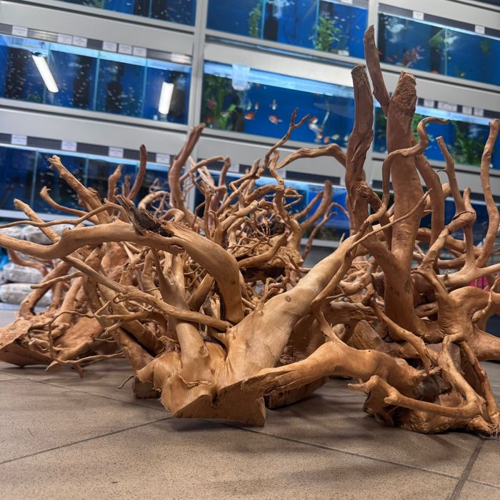 Korzenie Japońskie do akwarium,  terrarium