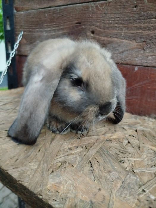 Baran francuski madagsakar