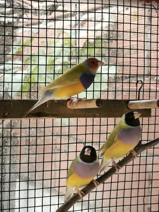 Diamantes Gould Brunas e portador de Bruno