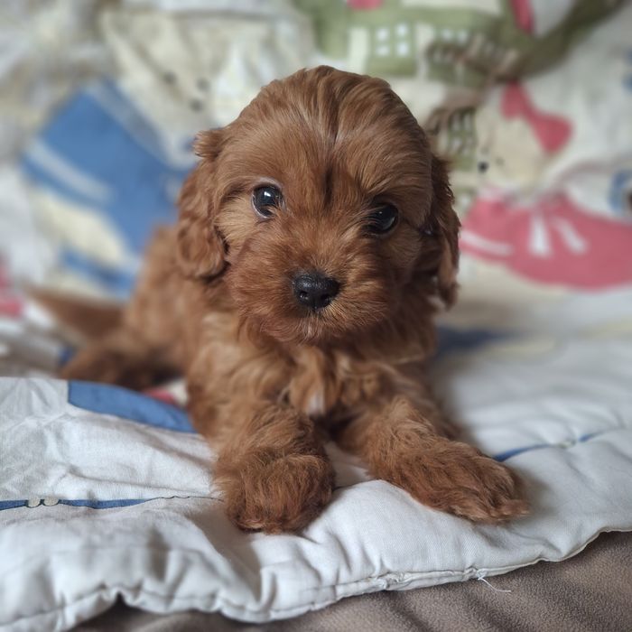Cavapoo po wszystkich szczepieniach, do rezerwacji