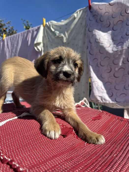 Cachorrinhas para dar