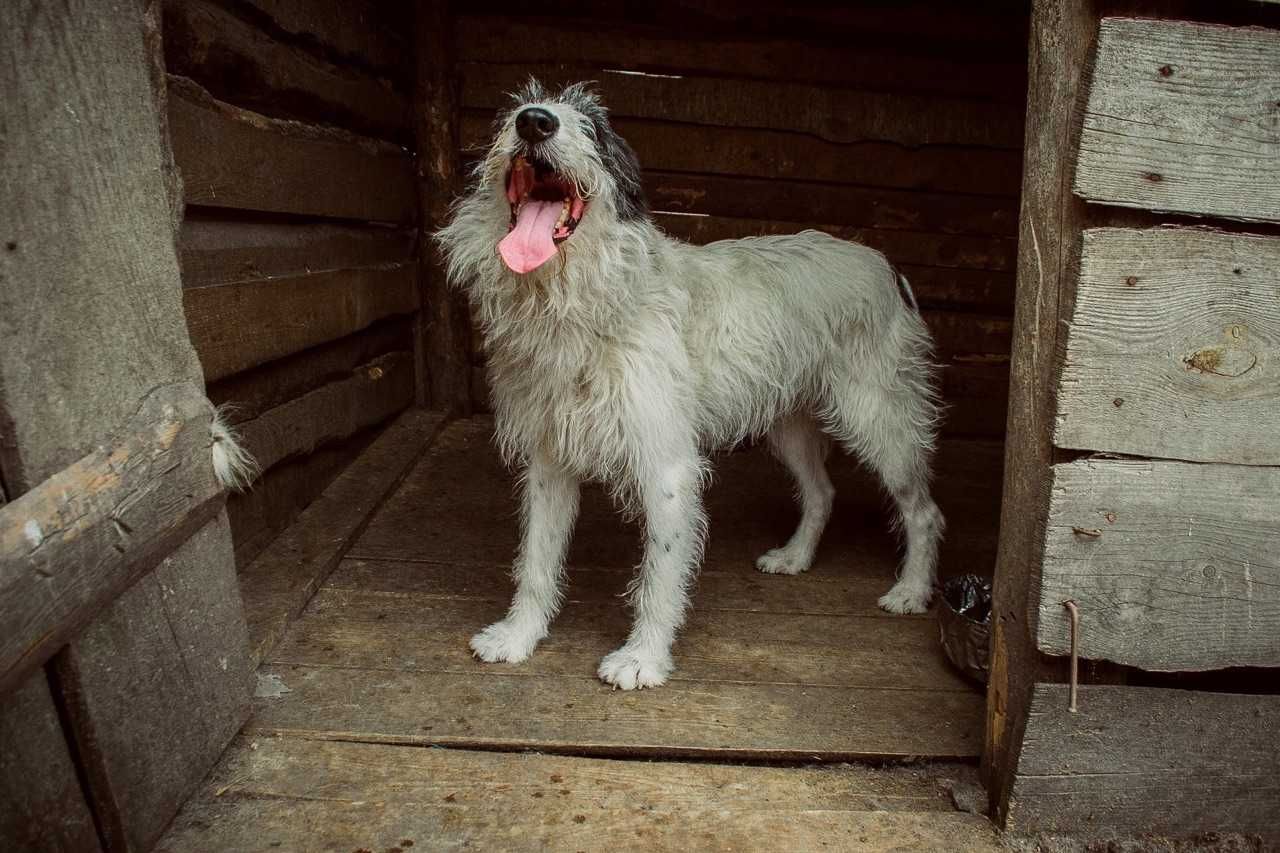 Bush czekając na swojego człowieka