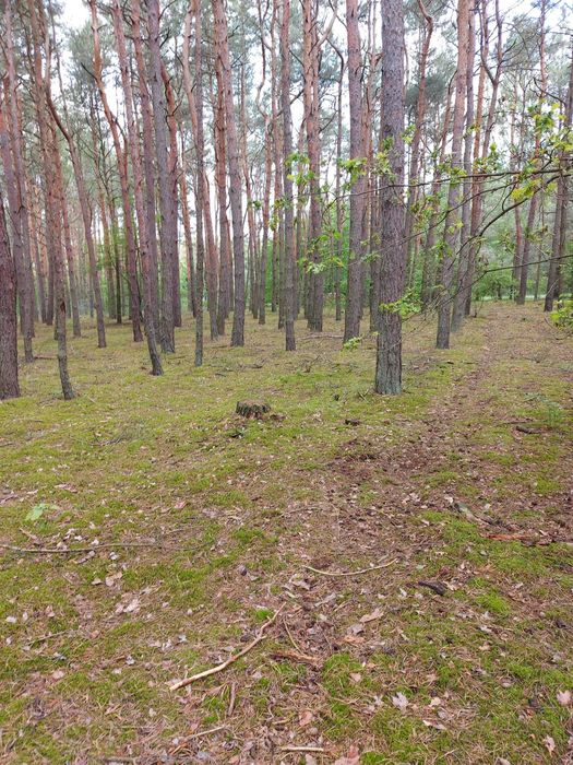 Działka budowlana, media w drodze