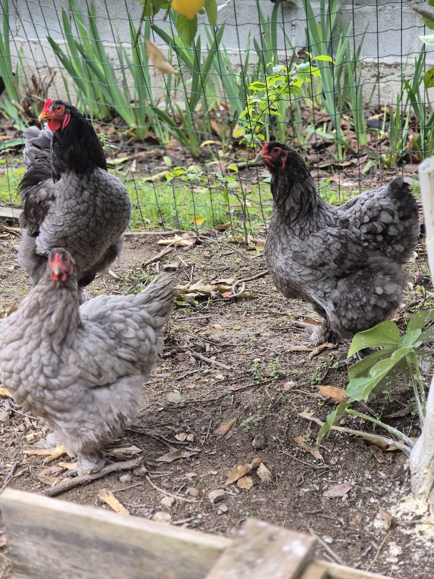 brahma azul ovos 2€