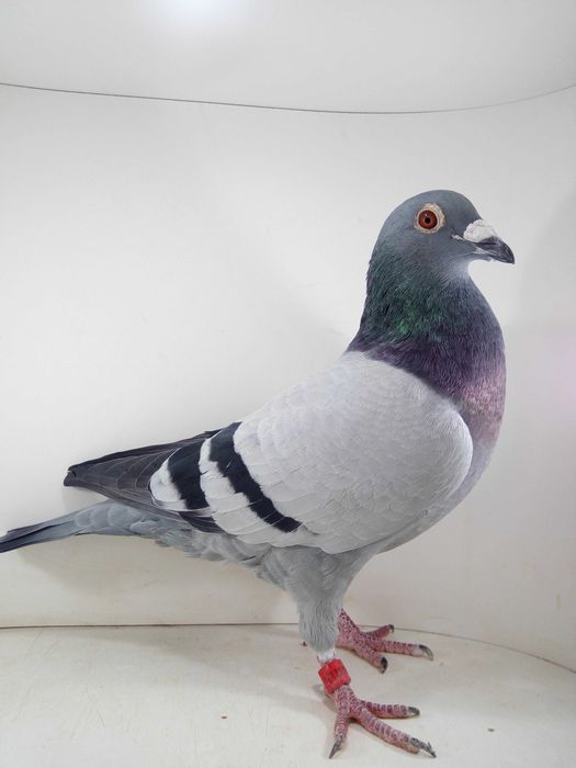 Gołębie pocztowe- lotowane samczyki