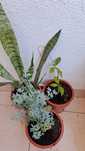 Planta de decoração