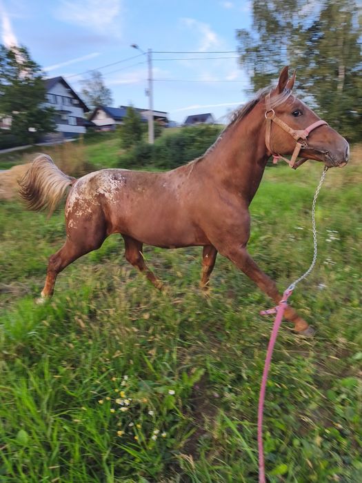 Sprzedam ogierka taranta