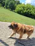 Lumi do adopcji!!