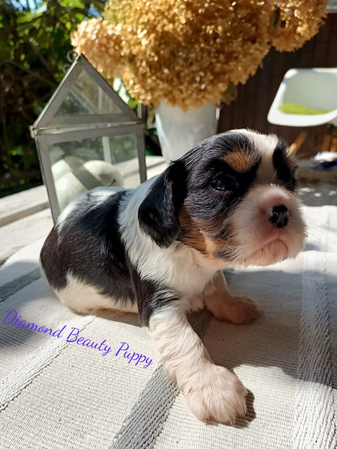 Suczka Cavalier King Charles Spaniel