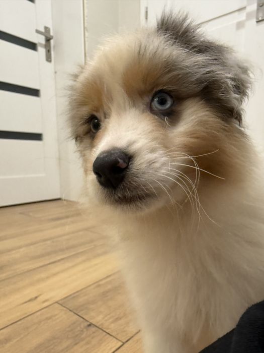 Owczarek australisjki FCI- pies gotowy do nowego domu