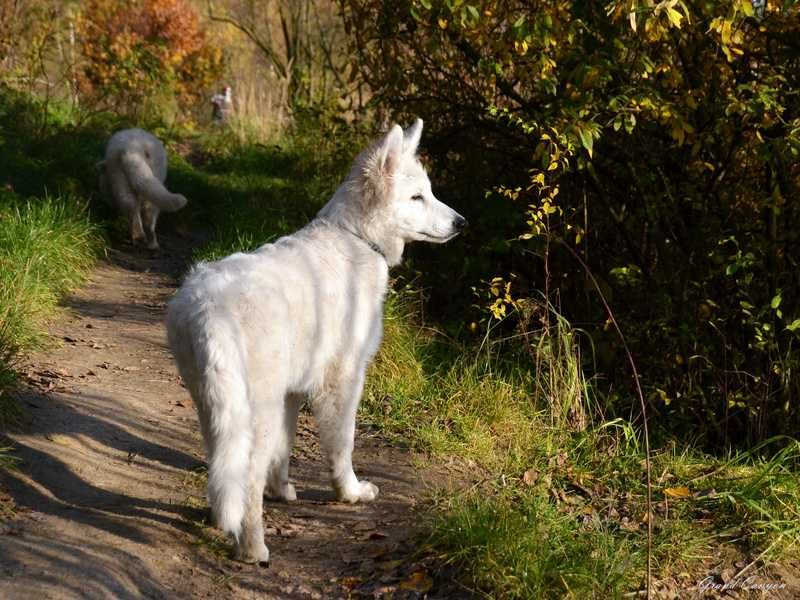 Biały Owczarek Szwajcarski z wyjątkowego skojarzenia