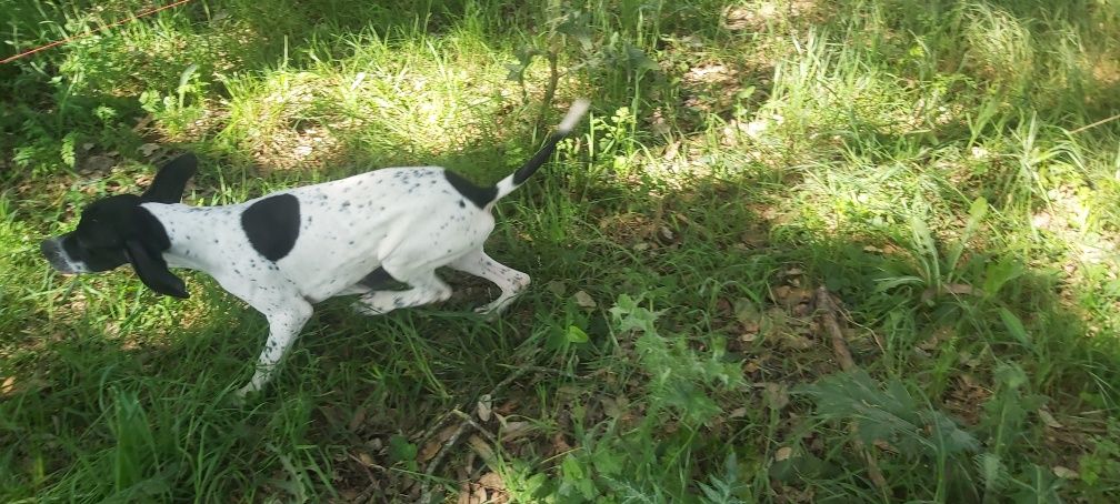 Pointer inglês com lop