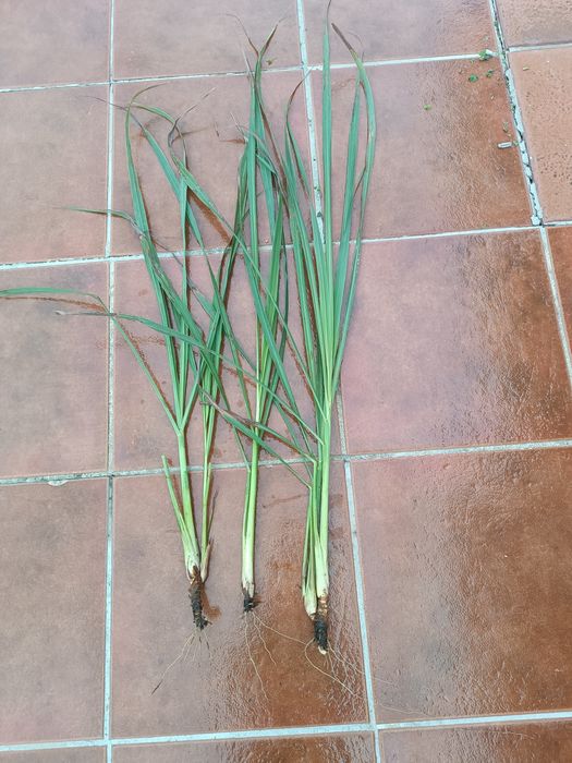 Pés e chá de erva principe ou capim limão