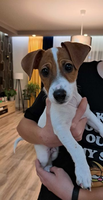 Jack Russell Terrier szczeniak