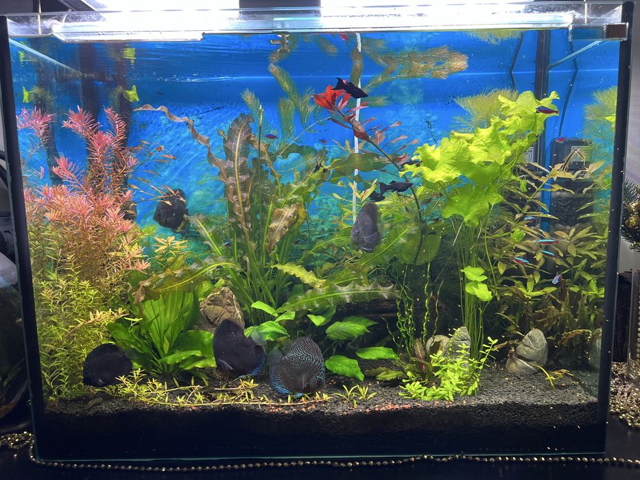 Акваруім 150 л комплект з обладнання Фіільтри Світло Київ Райдужний