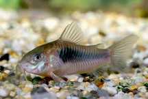 Kirysek Kirys spiżowy Corydoras aeneus