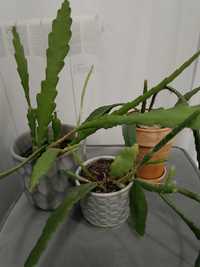 Kaktus Epifulum,epiphyllum,eonium drzewiaste,Aloe Vera,aloes spiralis