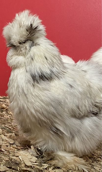 Яйцо інкубаційне китайська шовкова