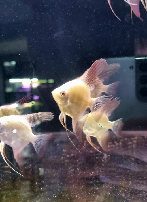 Skalar bulgarian green