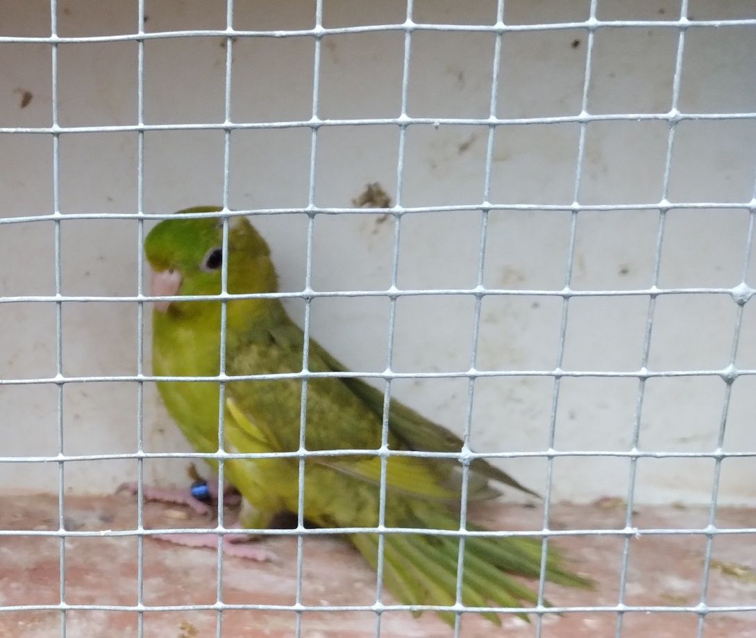 Papuga falista zielona samiczka
