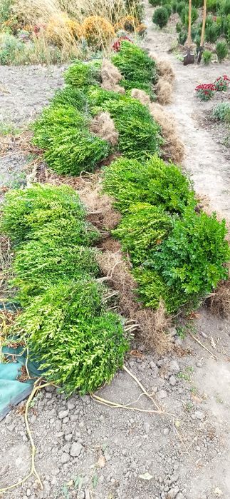 Продам сажанці замшиту.