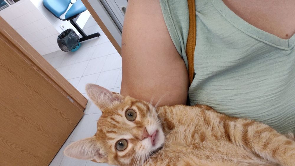 Da se gato com 6 meses.