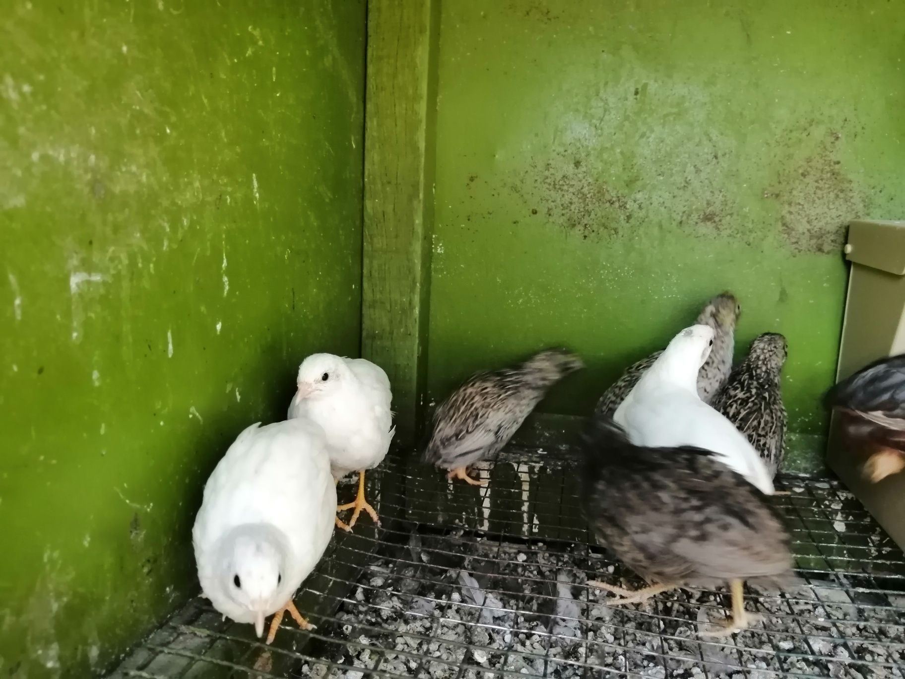 Casais. Colins da Virginia. Galitos da rocha