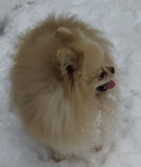 Dior Fashion запрошує на в'язку. Шпіц пом, КСУ, 21 см.