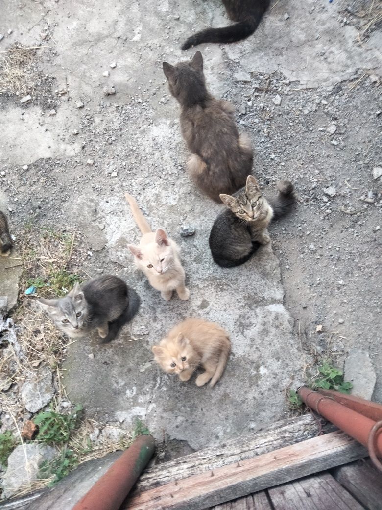 Отдам котят в хорошие руки, возможна доставка  Харьков и пригород