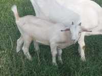Шикарные девочки  от молочной козы