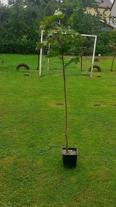 Krzewuszka, Dereń, Tawuła, Bez, Forsycja, Trzmielina, Tamaryszek,