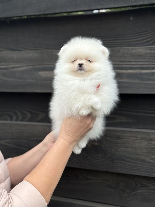 Цуценята померанського шпіца