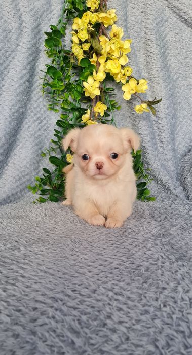 Excelente mini menina pelo longo Chihuahua/Chiuaua de Qualidade