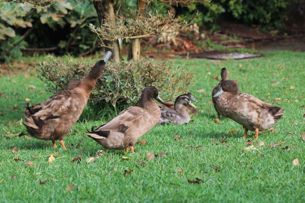 Patos Khaki Campbell