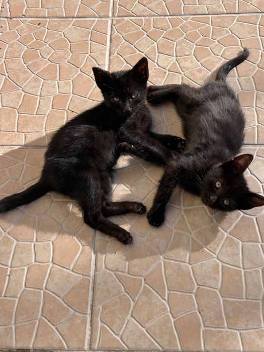 Gatinhos para adoção