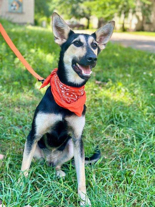 отдам бесплатно щенка, Ами 8 месяцев