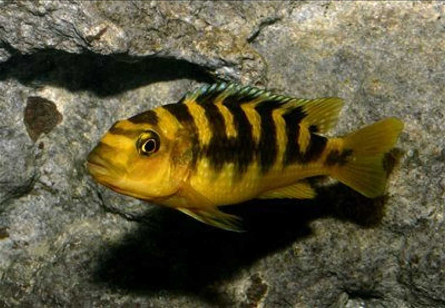 Pyszczak szerszeń - Pseudotropheus crabro - dowóz, wysyłka