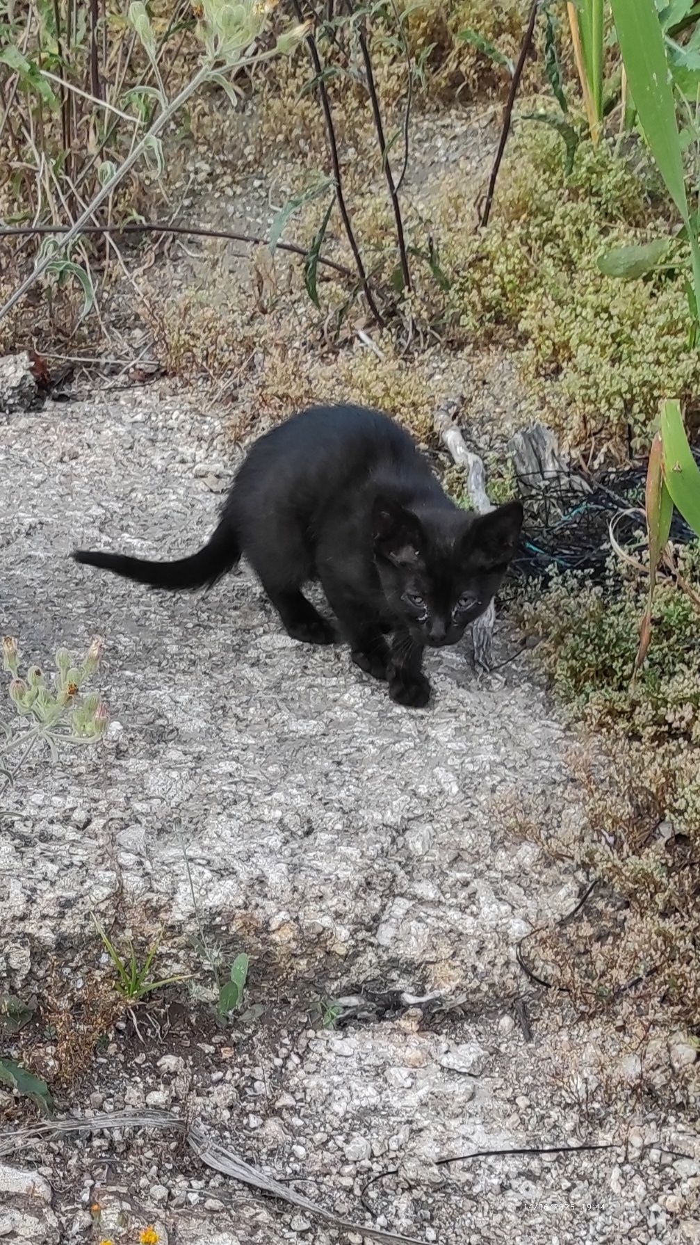 Gatinhos para adoção