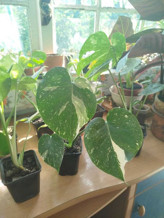 Монстера Тайське сузір'я