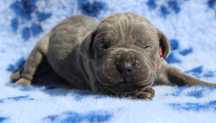 Szczenię Cane Corso Italiano / ZKwP FCI