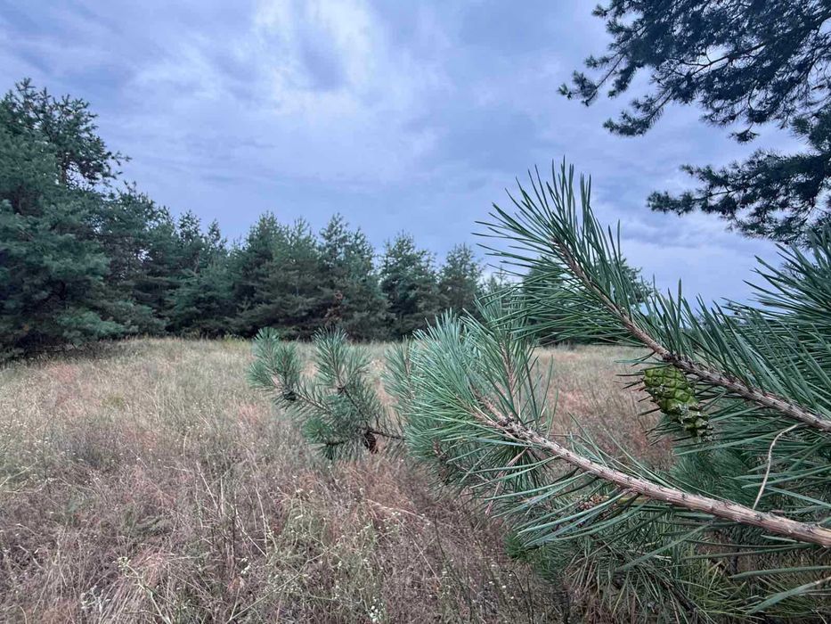 Продам дві ділянки у лісі з виходом до р.Орель, Царичанський район.