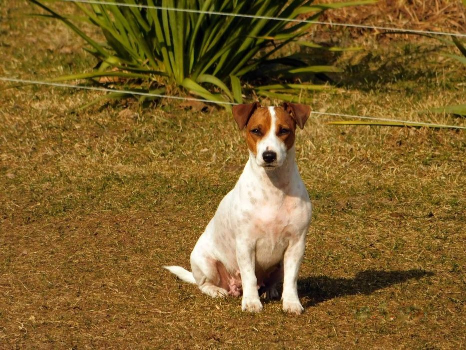 Jack Russell Terrier z hodowli "BREFIO"/badania genet./odbiór XII