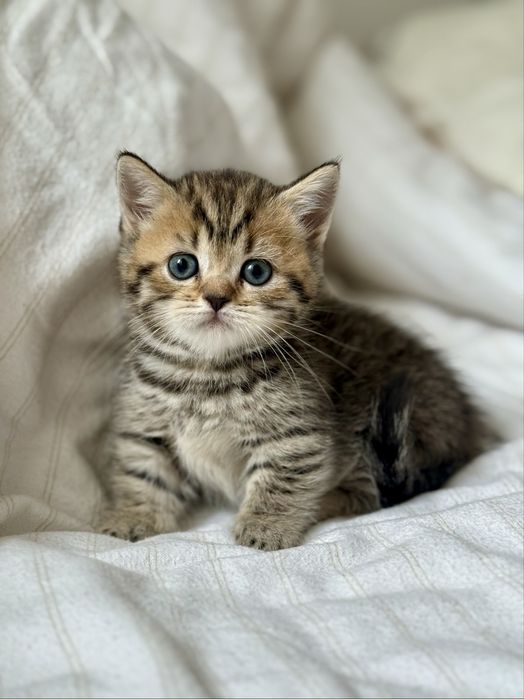 Дівчинка манчкін