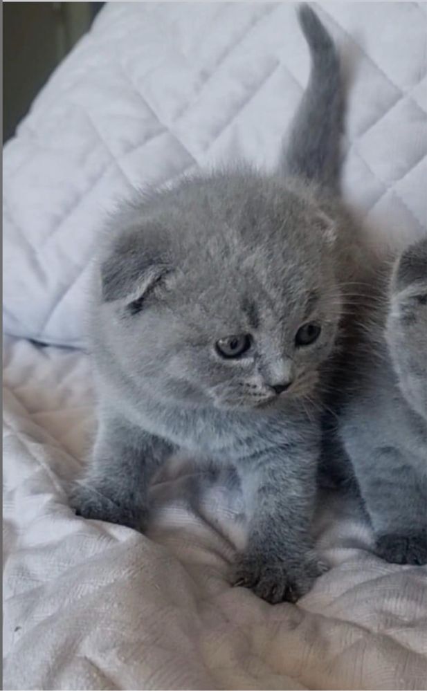 gatinho scottish fold