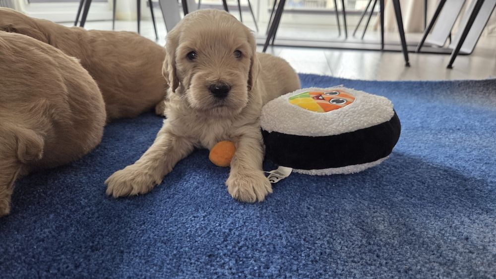 Goldendoodle suczka