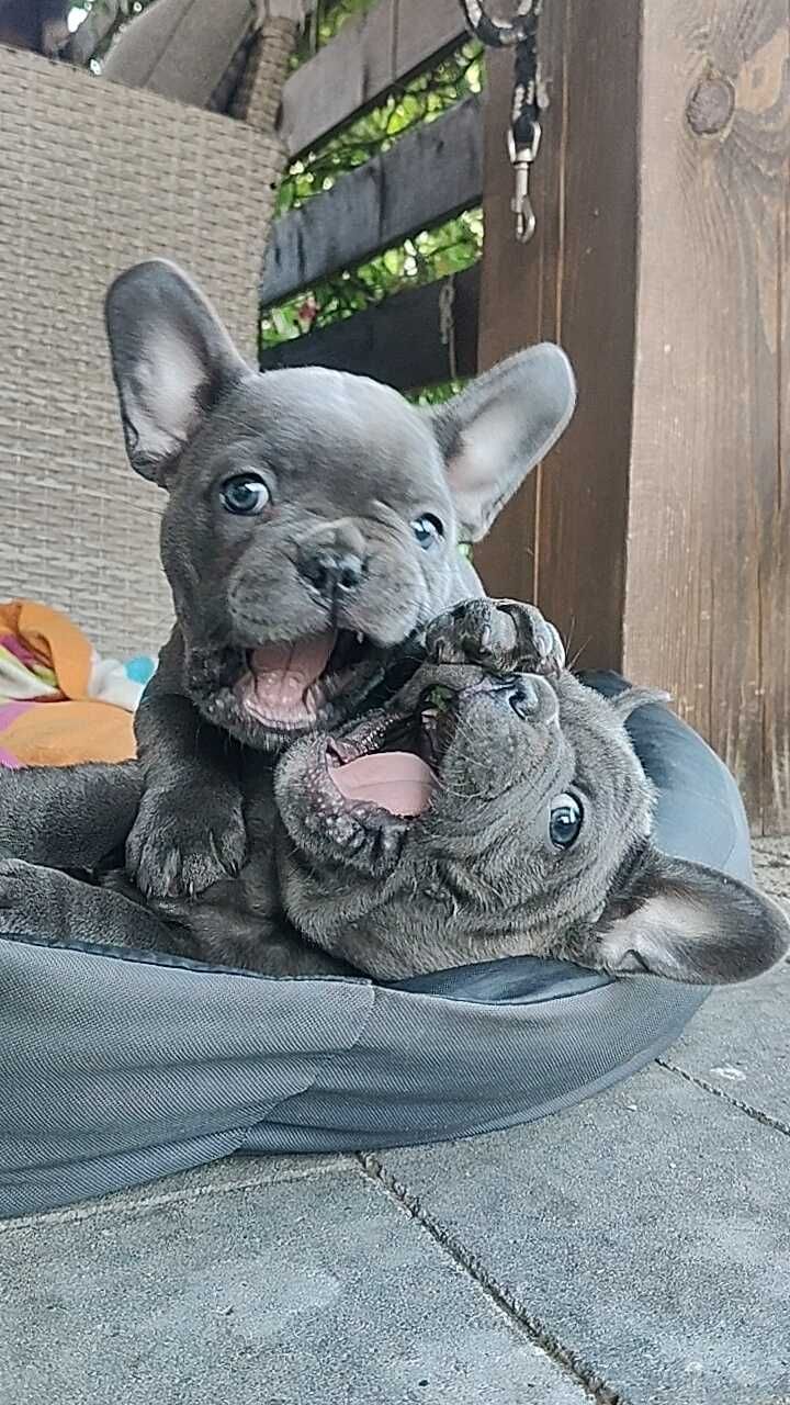 Buldog francuski BLUE piesek niebieski szczeniak suczka suka BEZ PRĘG!